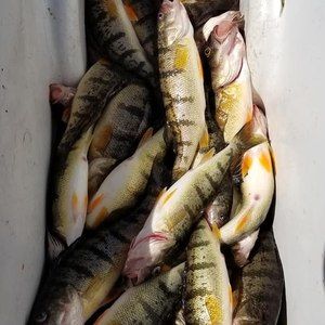 Meet your Posher, Jason